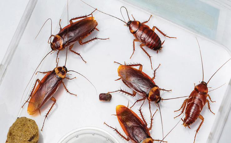 Domestic Pest Control