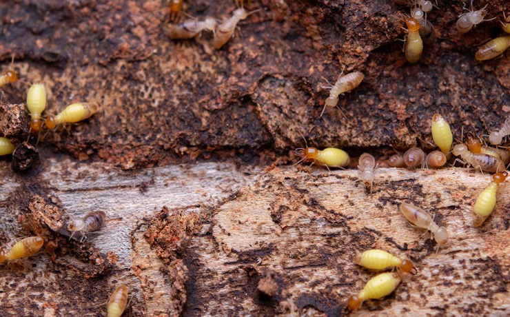 Termite Control